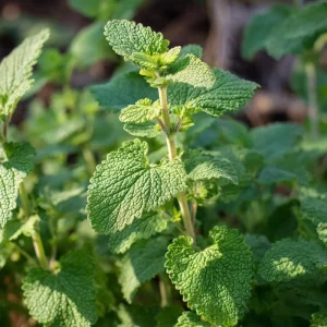 Organic Catnip Seeds - Nepeta cataria - 300 Seeds - Herb & Pollinator Friendly - Image 3