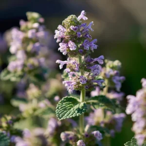 Organic Catnip Seeds - Nepeta cataria - 300 Seeds - Herb & Pollinator Friendly - Image 5
