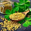Organic Fenugreek Seeds – Culinary Herb – 250 Seeds – Trigonella foenum-graecum - Image 1