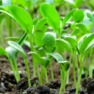 Organic Fenugreek Seeds – Culinary Herb – 250 Seeds – Trigonella foenum-graecum - Image 2