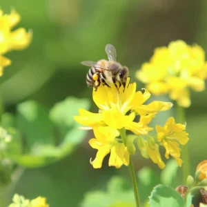 Organic Fenugreek Seeds – Culinary Herb – 250 Seeds – Trigonella foenum-graecum - Image 3