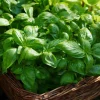 Organic Italian Large Leaf Basil Seeds - 250 Seeds - Aromatic Culinary Herb - Image 1