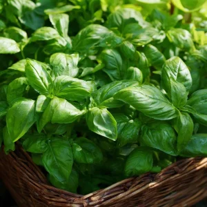 Organic Italian Large Leaf Basil Seeds - 250 Seeds - Aromatic Culinary Herb - Image 1