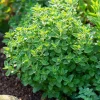 Organic Italian Oregano Seeds - 200 Aromatic Herb Seeds, Easy-to-Grow - Image 1