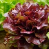 Organic Lollo Rosso Lettuce Seeds – Red Salad Bowl, 250 Seeds - Image 1