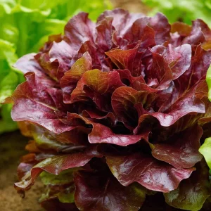Organic Lollo Rosso Lettuce Seeds – Red Salad Bowl, 250 Seeds - Image 1