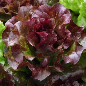 Organic Lollo Rosso Lettuce Seeds – Red Salad Bowl, 250 Seeds - Image 3