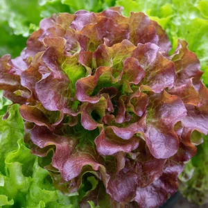 Organic Lollo Rosso Lettuce Seeds – Red Salad Bowl, 250 Seeds - Image 4