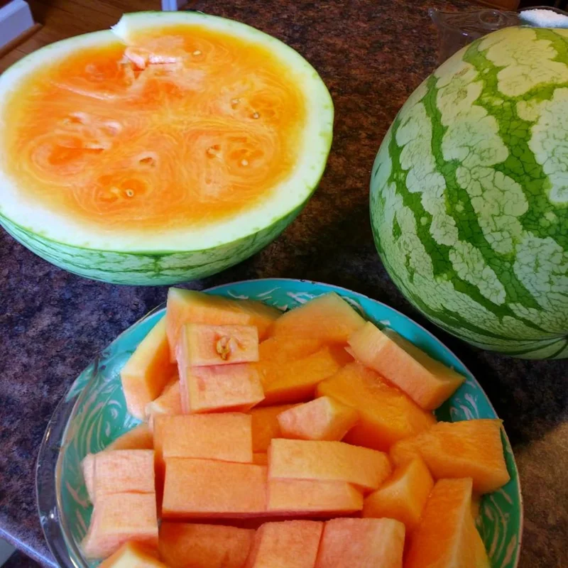Organic Orange Tendersweet Watermelon Seeds - 15 Seeds - Sweet & Juicy Heirloom - Image 2