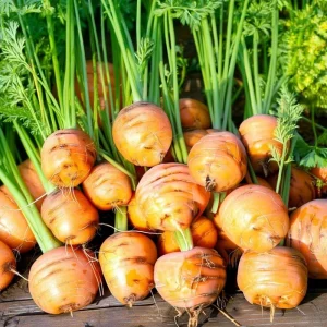 Organic Parisian Carrot Seeds – Heirloom Round Carrots – 250 Seeds – Easy Grow - Image 2