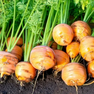 Organic Parisian Carrot Seeds – Heirloom Round Carrots – 250 Seeds – Easy Grow - Image 4
