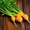 Organic Parisian Carrot Seeds – Heirloom Round Carrots – 250 Seeds – Easy Grow - Image 1