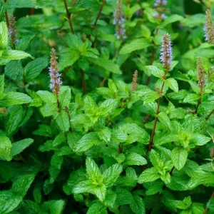 Organic Peppermint Seeds - Mentha piperita - 100 Seeds for Tea, Herbs, Pollinators - Image 2