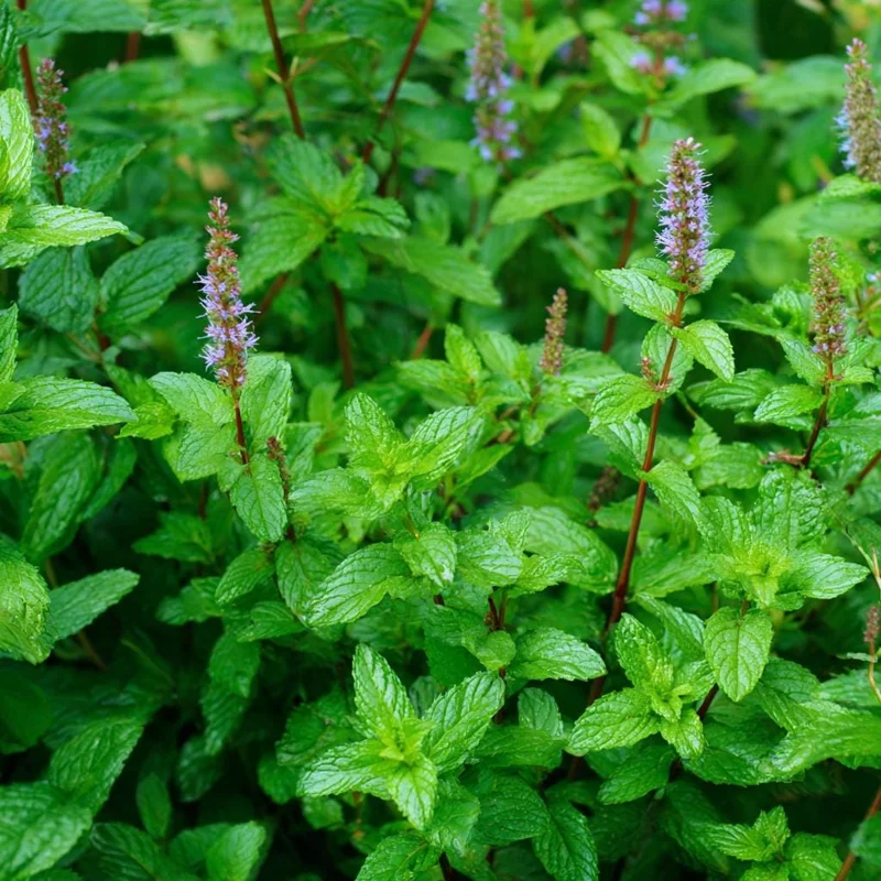 Organic Peppermint Seeds - Mentha piperita - 100 Seeds for Tea, Herbs, Pollinators - Image 2