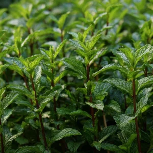 Organic Peppermint Seeds - Mentha piperita - 100 Seeds for Tea, Herbs, Pollinators - Image 3