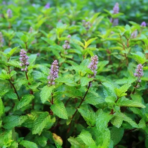 Organic Peppermint Seeds - Mentha piperita - 100 Seeds for Tea, Herbs, Pollinators - Image 4