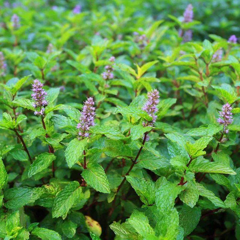 Organic Peppermint Seeds - Mentha piperita - 100 Seeds for Tea, Herbs, Pollinators - Image 4