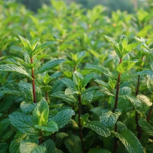 Organic Peppermint Seeds - Mentha piperita - 100 Seeds for Tea, Herbs, Pollinators - Image 1