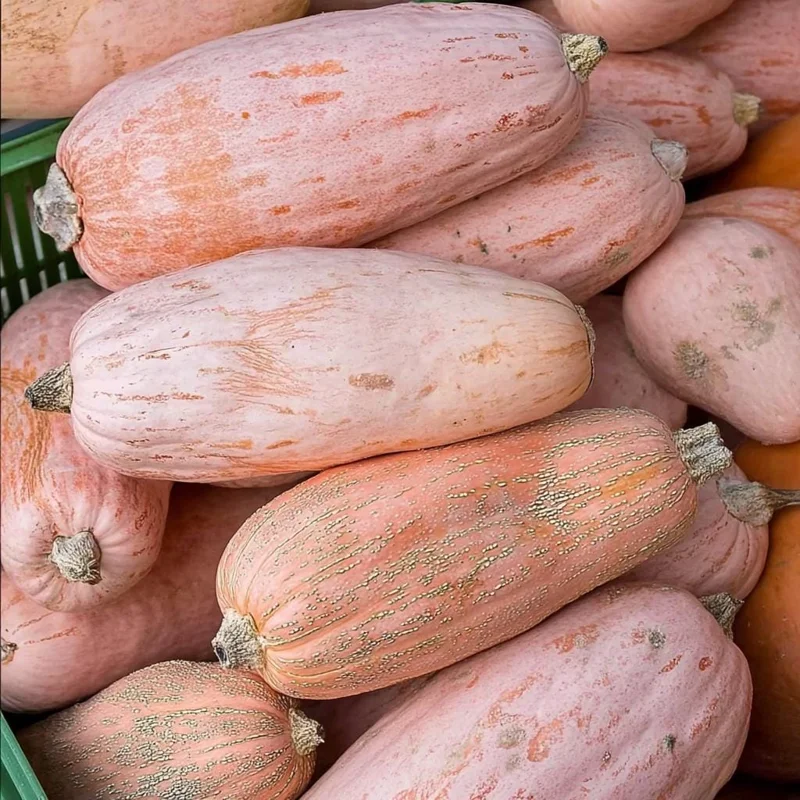Organic Pink Banana Jumbo Winter Squash Seeds - Large Sweet Heirloom, 20 Seeds - Image 2
