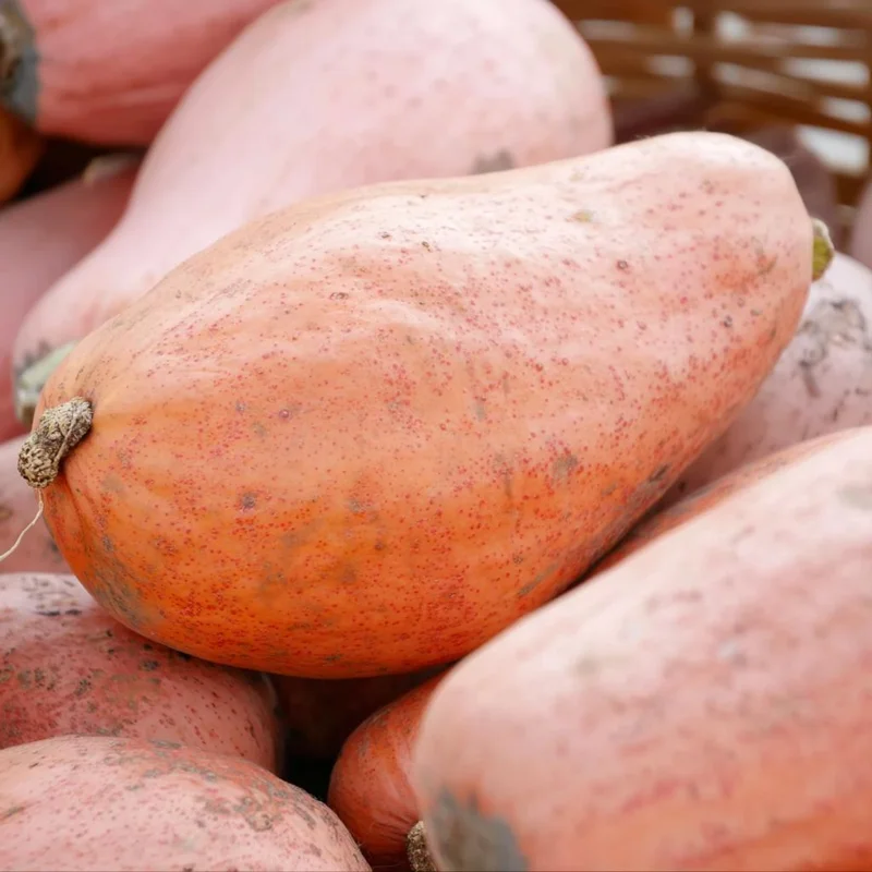 Organic Pink Banana Jumbo Winter Squash Seeds - Large Sweet Heirloom, 20 Seeds - Image 4