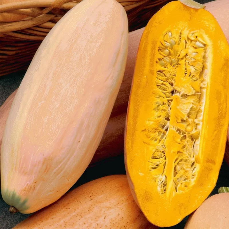Organic Pink Banana Jumbo Winter Squash Seeds - Large Sweet Heirloom, 20 Seeds - Image 1