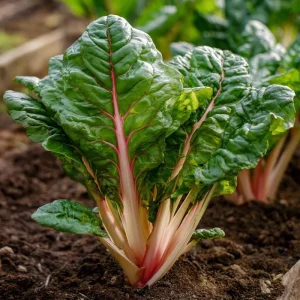 Organic Pink Flamingo Swiss Chard Seeds – 20 Seeds – Colorful Edible Greens - Image 2