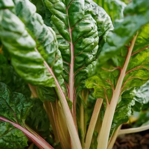Organic Pink Flamingo Swiss Chard Seeds – 20 Seeds – Colorful Edible Greens - Image 3