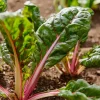 Organic Pink Flamingo Swiss Chard Seeds – 20 Seeds – Colorful Edible Greens - Image 1