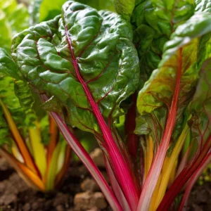 Organic Rainbow Swiss Chard Seeds - 50 Seeds | Vibrant Multicolored Stems - Image 2