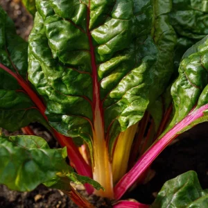 Organic Rainbow Swiss Chard Seeds - 50 Seeds | Vibrant Multicolored Stems - Image 3