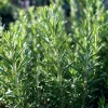 Organic Rosemary Seeds – Rosmarinus officinalis Herb – 50 Seed Pack – Culinary & Pollinator Garden - Image 1