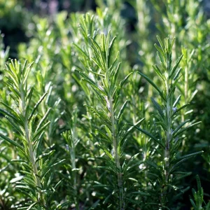 Organic Rosemary Seeds – Rosmarinus officinalis Herb – 50 Seed Pack – Culinary & Pollinator Garden - Image 1