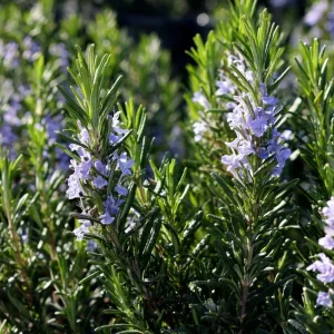 Organic Rosemary Seeds – Rosmarinus officinalis Herb – 50 Seed Pack – Culinary & Pollinator Garden - Image 4