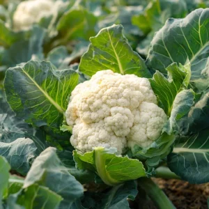 Organic Snowball Cauliflower Seeds – Heirloom Variety, 150 Seeds - Image 1