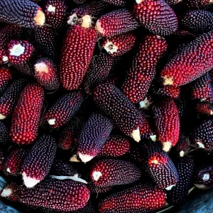 Organic Strawberry Popcorn Seeds Heirloom Variety - 30 Sweet Kernels - Image 2