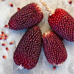 Organic Strawberry Popcorn Seeds Heirloom Variety - 30 Sweet Kernels - Image 3