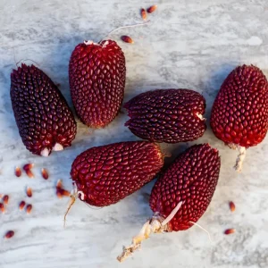 Organic Strawberry Popcorn Seeds Heirloom Variety - 30 Sweet Kernels - Image 4