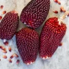 Organic Strawberry Popcorn Seeds Heirloom Variety - 30 Sweet Kernels - Image 1