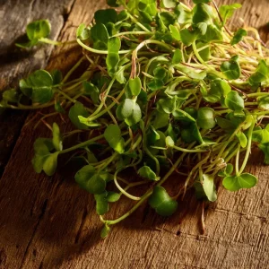 Organic Wasabi Mustard Microgreen Seeds - 10 Grams, Hot Flavor, Heirloom - Image 4
