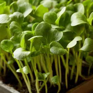 Organic Wasabi Mustard Microgreen Seeds - 10 Grams, Hot Flavor, Heirloom - Image 5