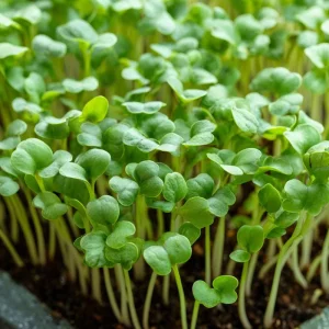 Organic Wasabi Mustard Microgreen Seeds - 10 Grams, Hot Flavor, Heirloom - Image 1