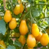 Organic Yellow Pear Cherry Tomato Seeds - 30 Heirloom Seeds, Sweet Flavor - Image 1