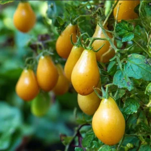 Organic Yellow Pear Cherry Tomato Seeds - 30 Heirloom Seeds, Sweet Flavor - Image 2