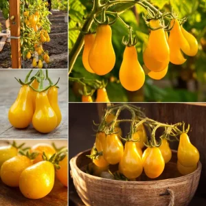 Organic Yellow Pear Cherry Tomato Seeds - 30 Heirloom Seeds, Sweet Flavor - Image 3