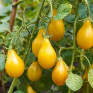 Organic Yellow Pear Cherry Tomato Seeds - 30 Heirloom Seeds, Sweet Flavor - Image 4
