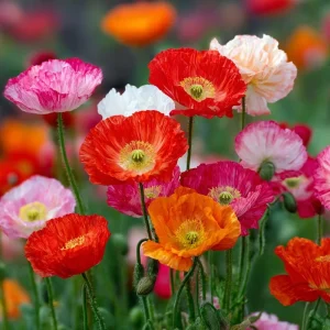 Oriental Poppy Seeds Mix – 1000 Perennial Flower Seeds – Vibrant Colors - Image 2