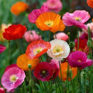 Oriental Poppy Seeds Mix – 1000 Perennial Flower Seeds – Vibrant Colors - Image 1