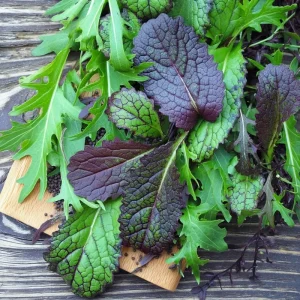 Osaka Purple Mustard Seeds - 200 Heirloom Microgreen & Garden Variety - Image 2