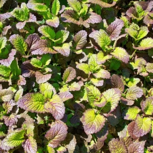 Osaka Purple Mustard Seeds - 200 Heirloom Microgreen & Garden Variety - Image 4