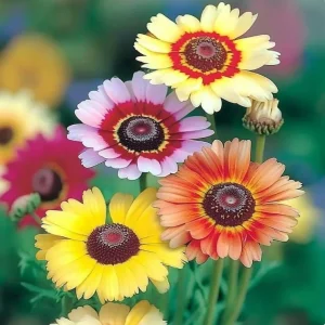 Painted Daisy Seeds – Chrysanthemum carinatum – 200 Seeds – Bright Perennial Blooms - Image 2